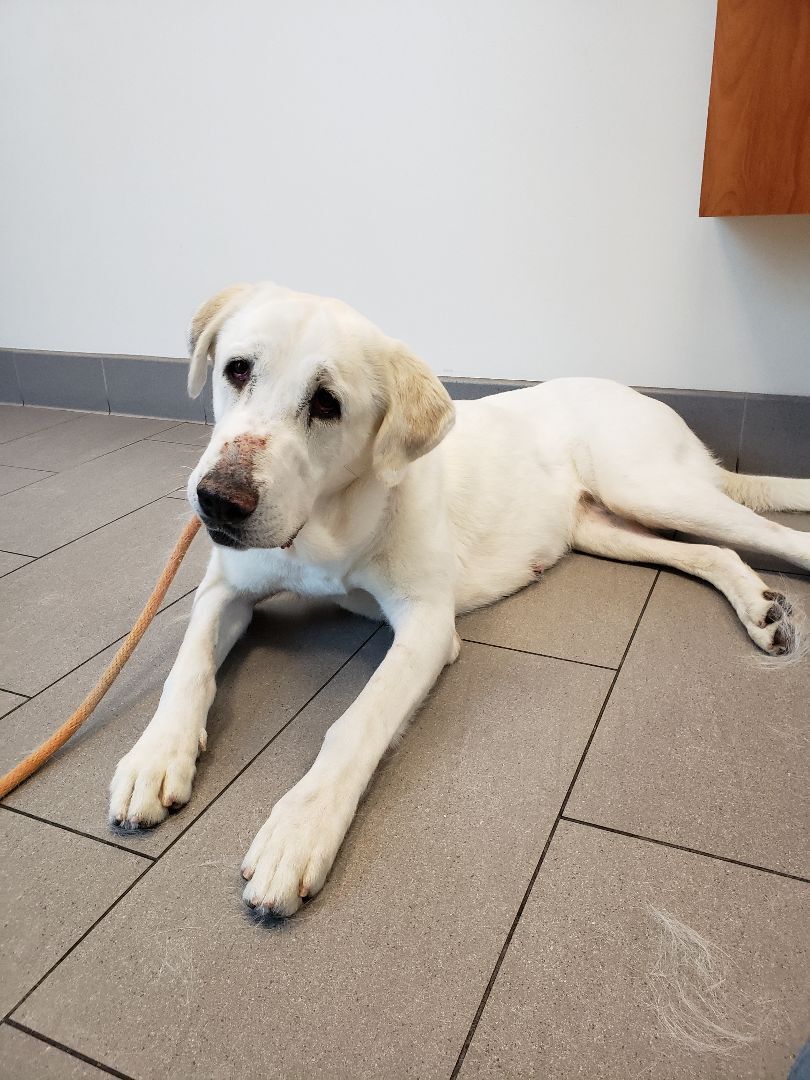 Nala, a Adoptable Great Pyrenees in Brea, CA image 3/6