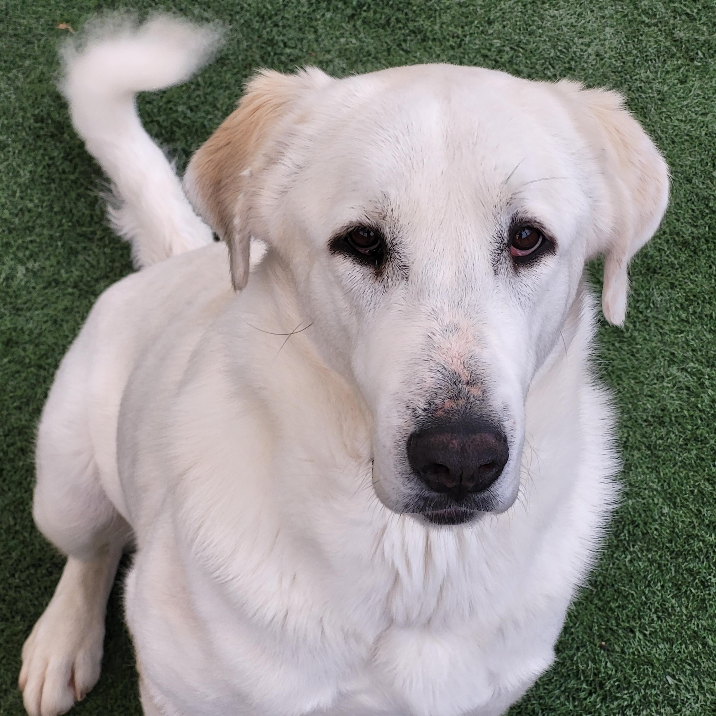 Nala, Adoptable, Adult Female Great Pyrenees.