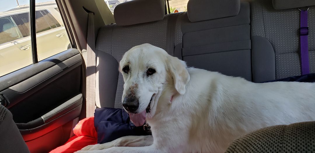 Nala, a Adoptable Great Pyrenees in Brea, CA image 4/6