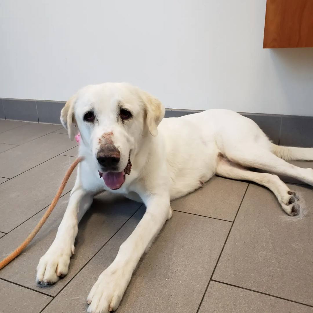 Nala, a Adoptable Great Pyrenees in Brea, CA image 5/6