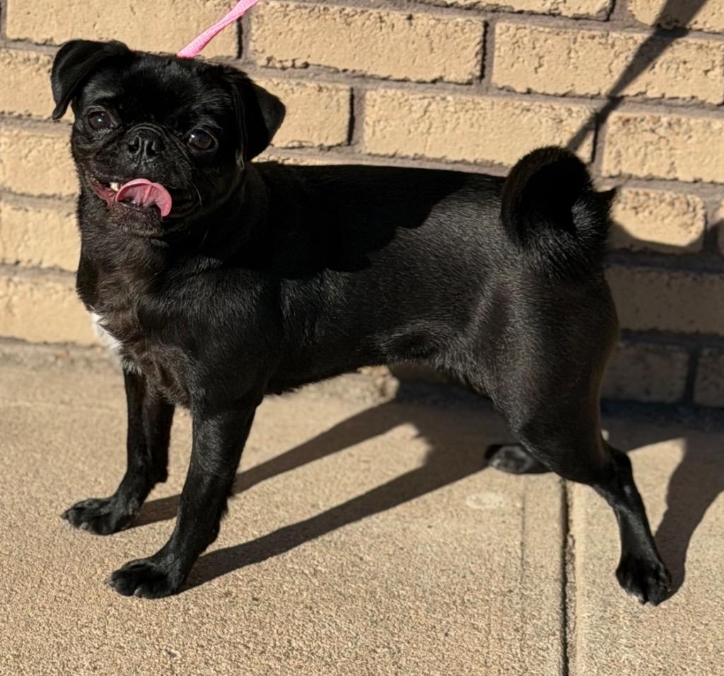 Magnolia, adopted, Young Female Pug.
