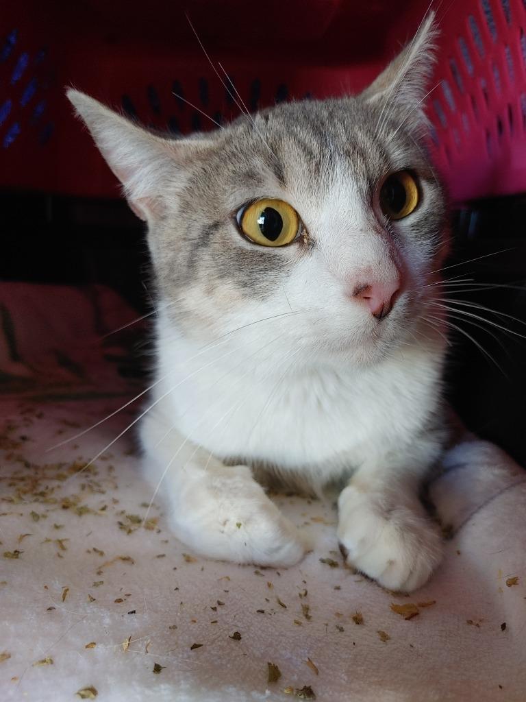 Enlarge Meredith, a Adoptable mixed breed in Merriam, KS image 1/1