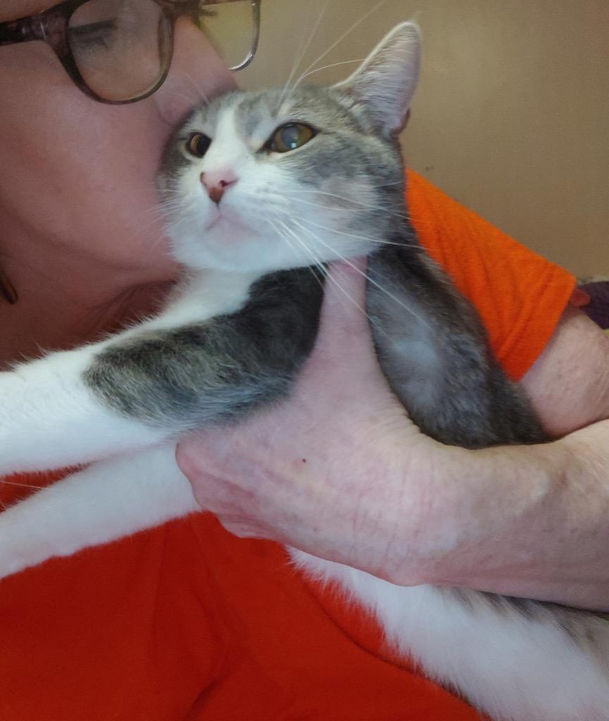 Enlarge Meredith, a Adopted mixed breed in Shawnee, KS image 2/2