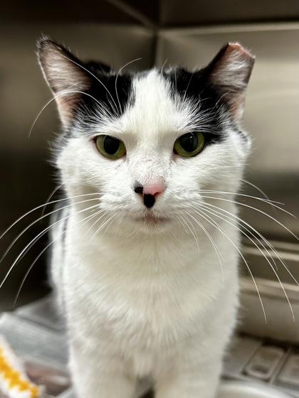 Maisy, Adoptable, Adult Female Domestic Short Hair.