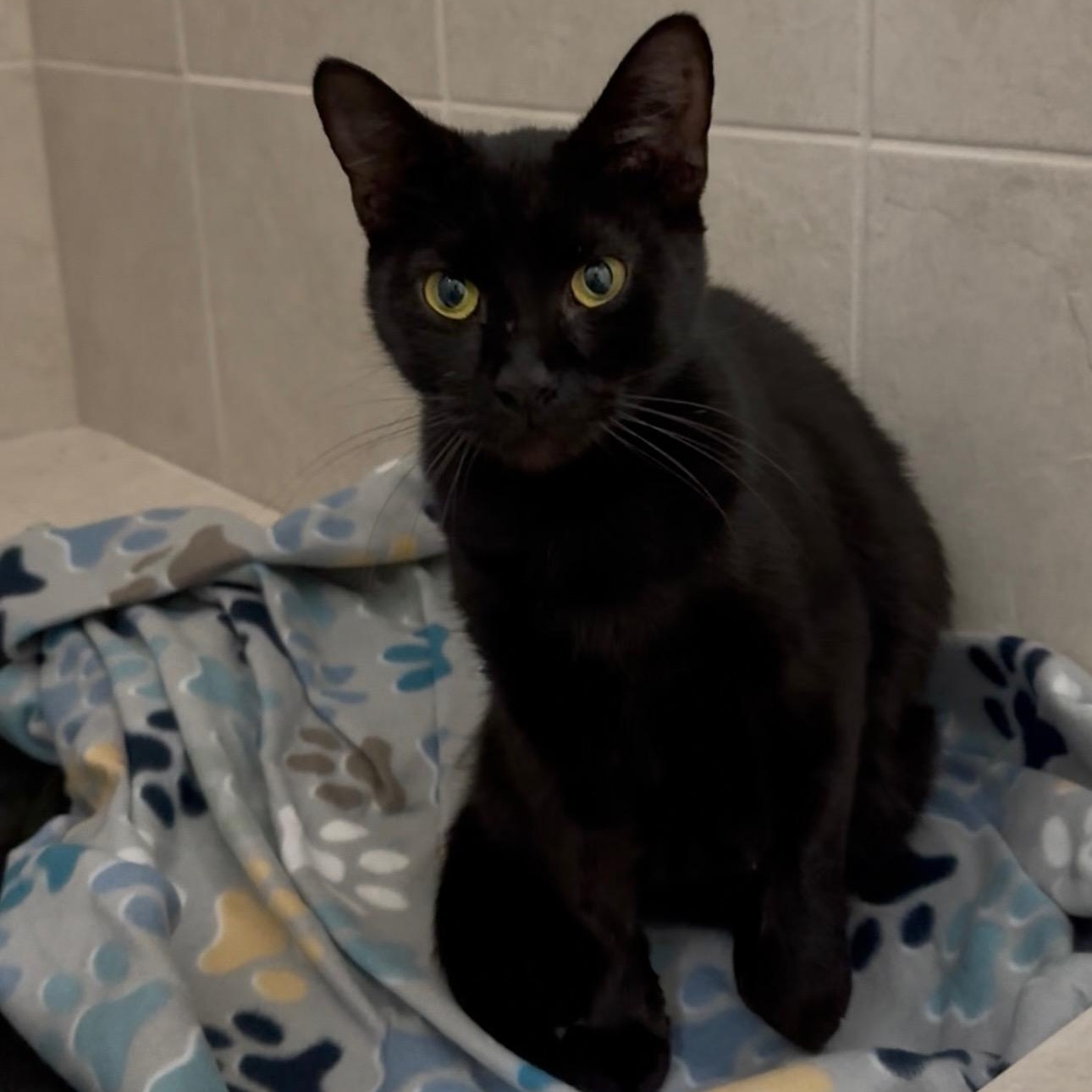 Bear, a Adoptable Bombay in Wilmington, NC image 3/6