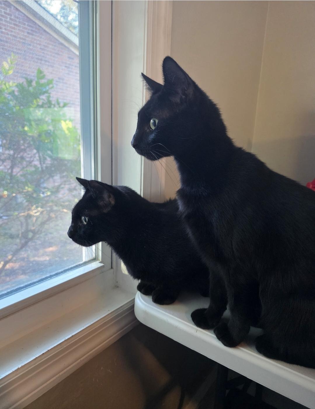 Bear, a Adoptable Bombay in Wilmington, NC image 6/6