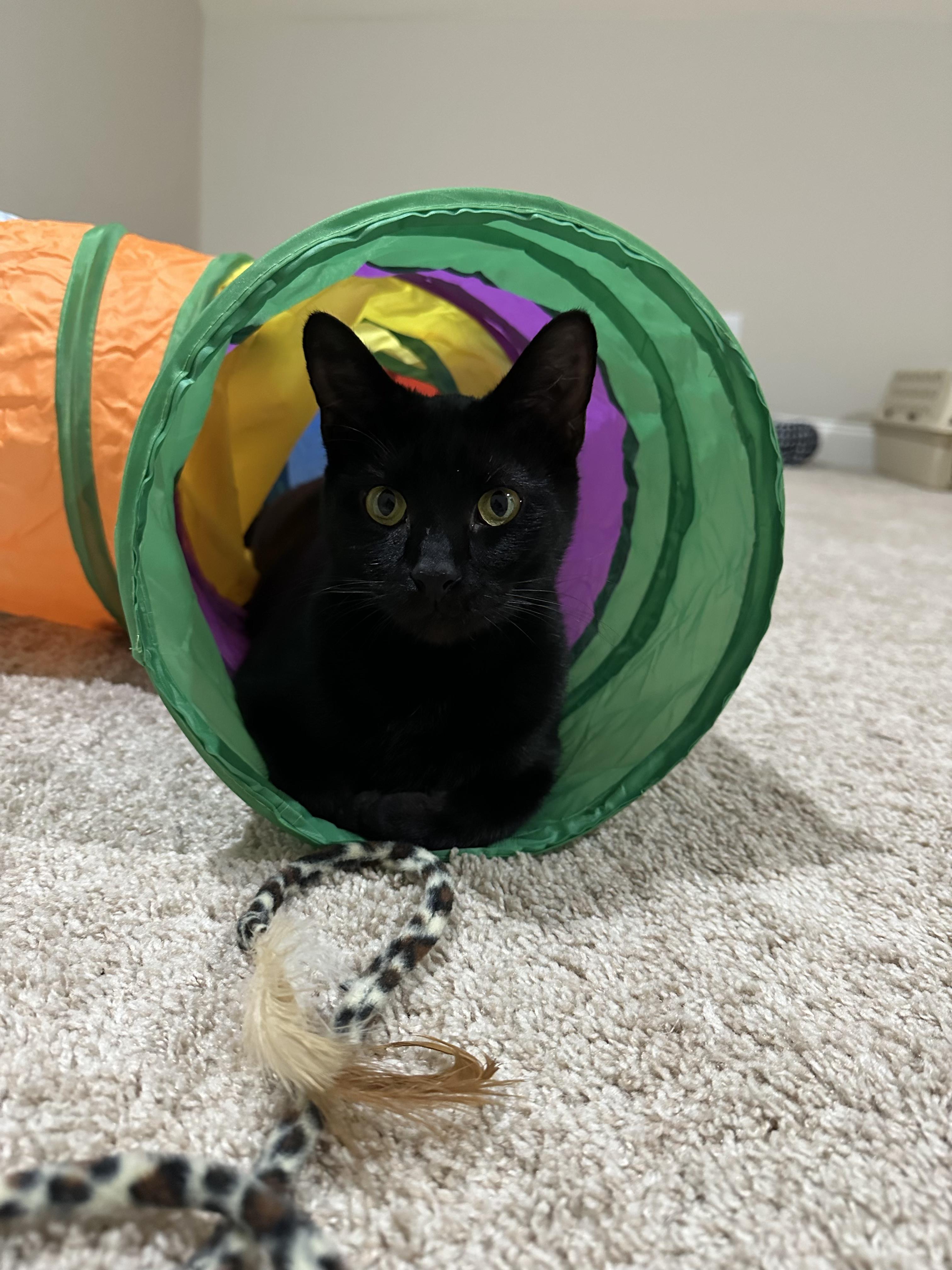 Bear, a Adoptable Bombay in Wilmington, NC image 1/6