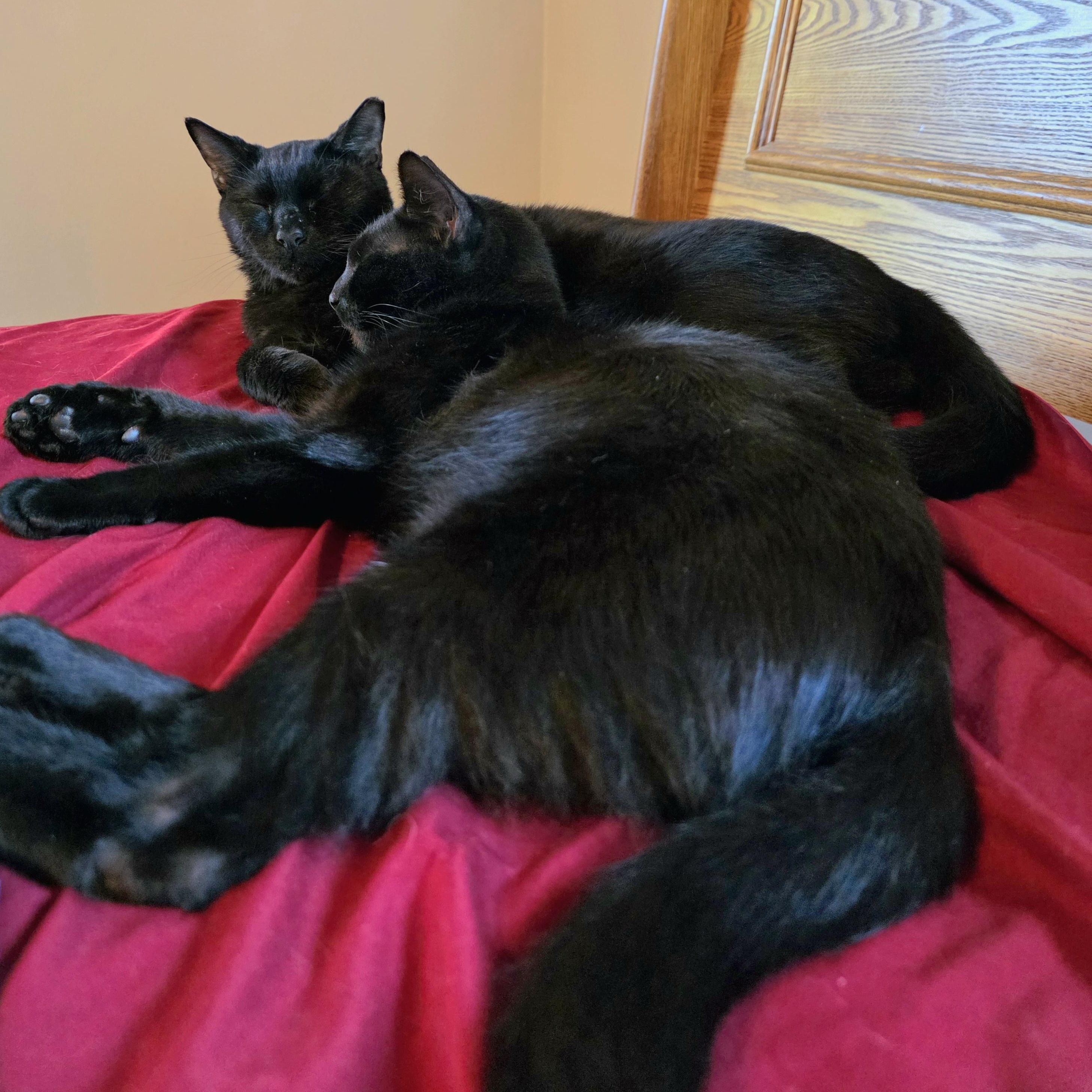 Bear, a Adoptable Bombay in Wilmington, NC image 4/6