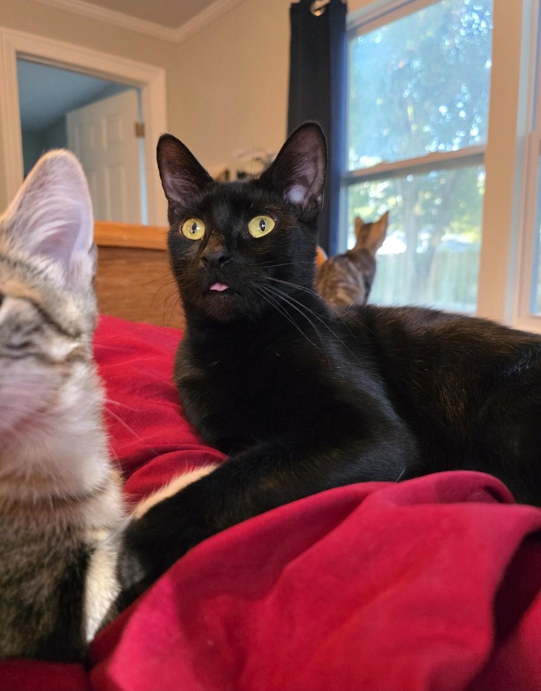 Bear, a Adoptable Bombay in Wilmington, NC image 2/6