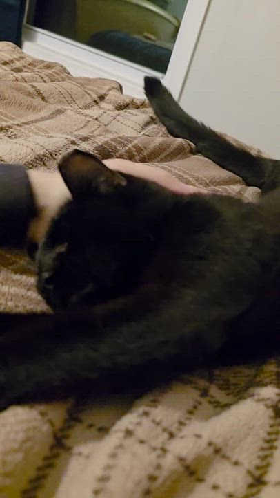 Enlarge Bear, a Adoptable Bombay in Wilmington, NC video 5/6