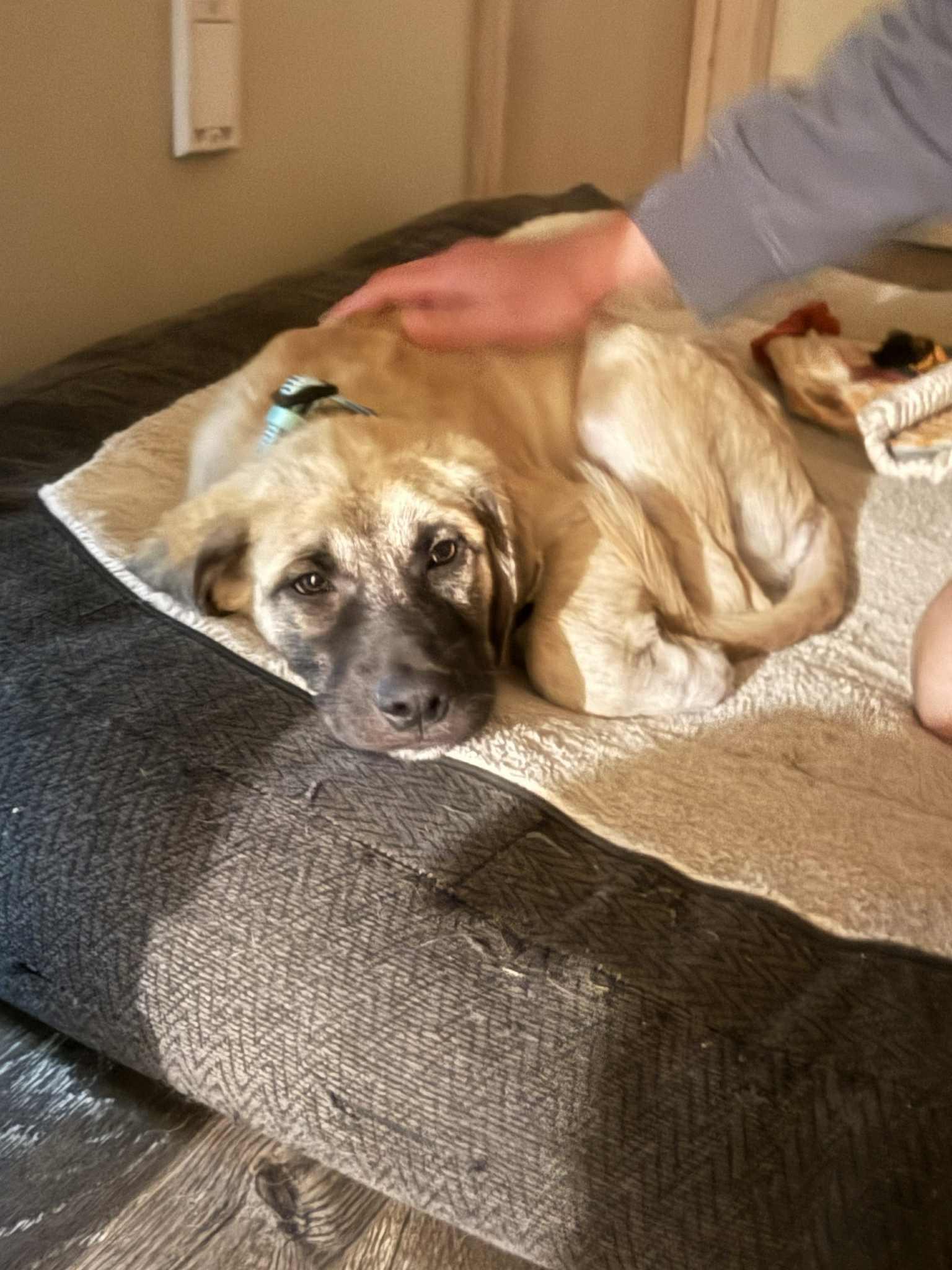 Enlarge Odin, a Adopted mixed breed in mcminnville, OR image 3/5