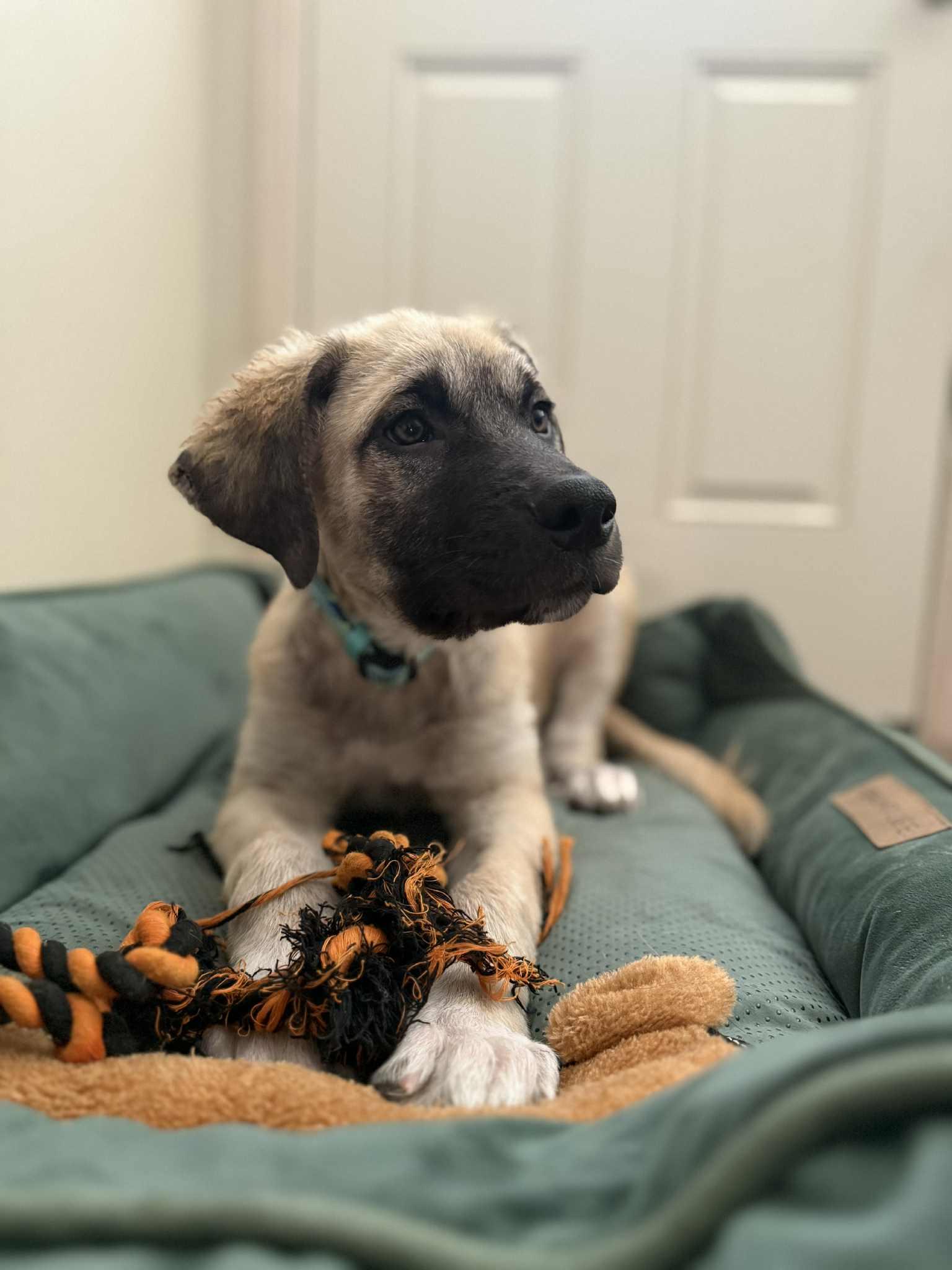 Odin, Adopted, Puppy Male Anatolian Shepherd & Great Pyrenees.