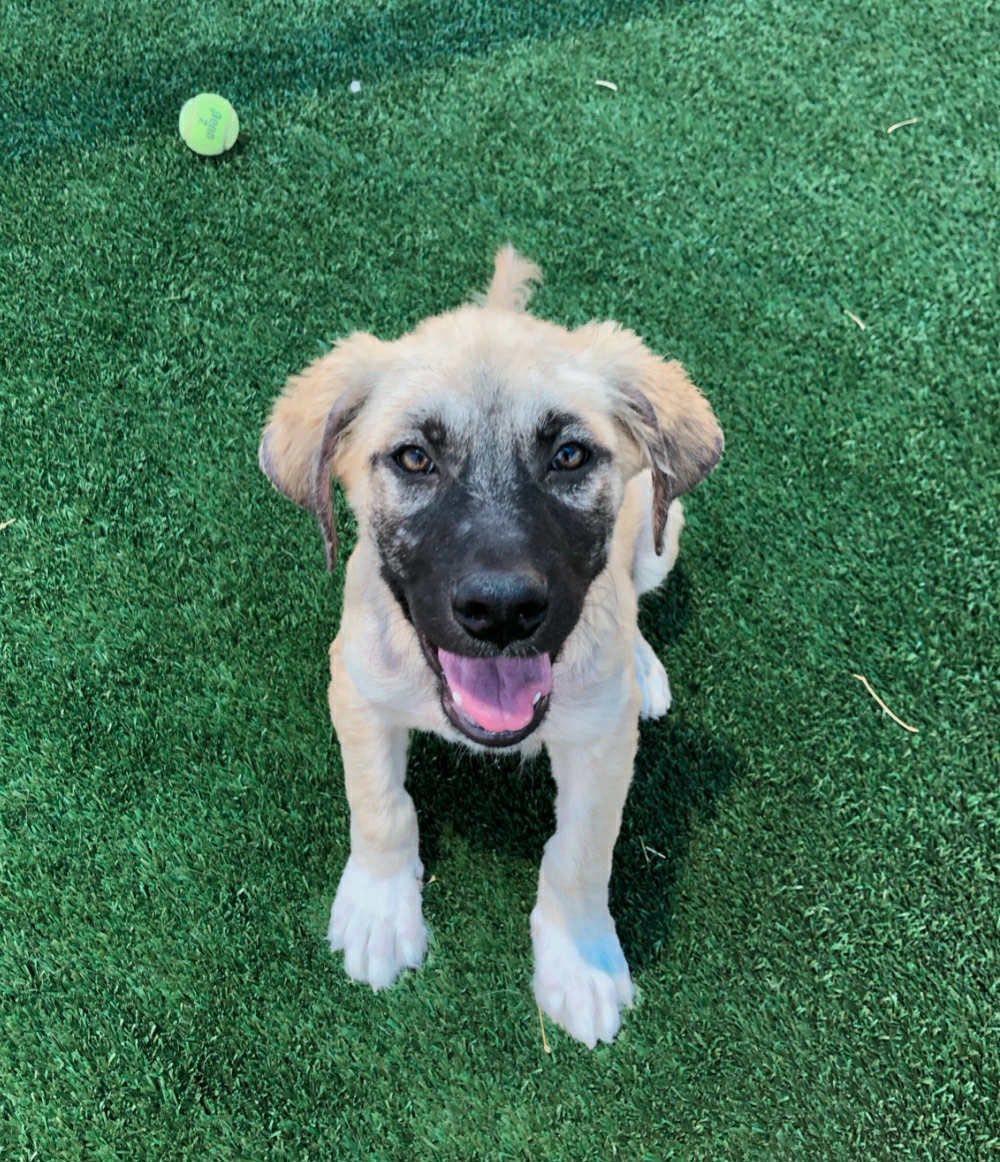 Enlarge Odin, a Adopted mixed breed in mcminnville, OR image 2/5