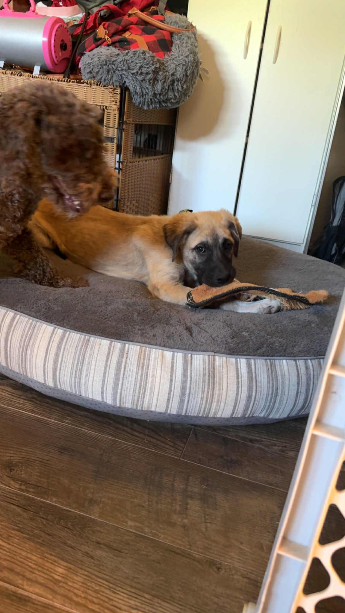 Enlarge Odin, a Adopted mixed breed in mcminnville, OR image 4/5