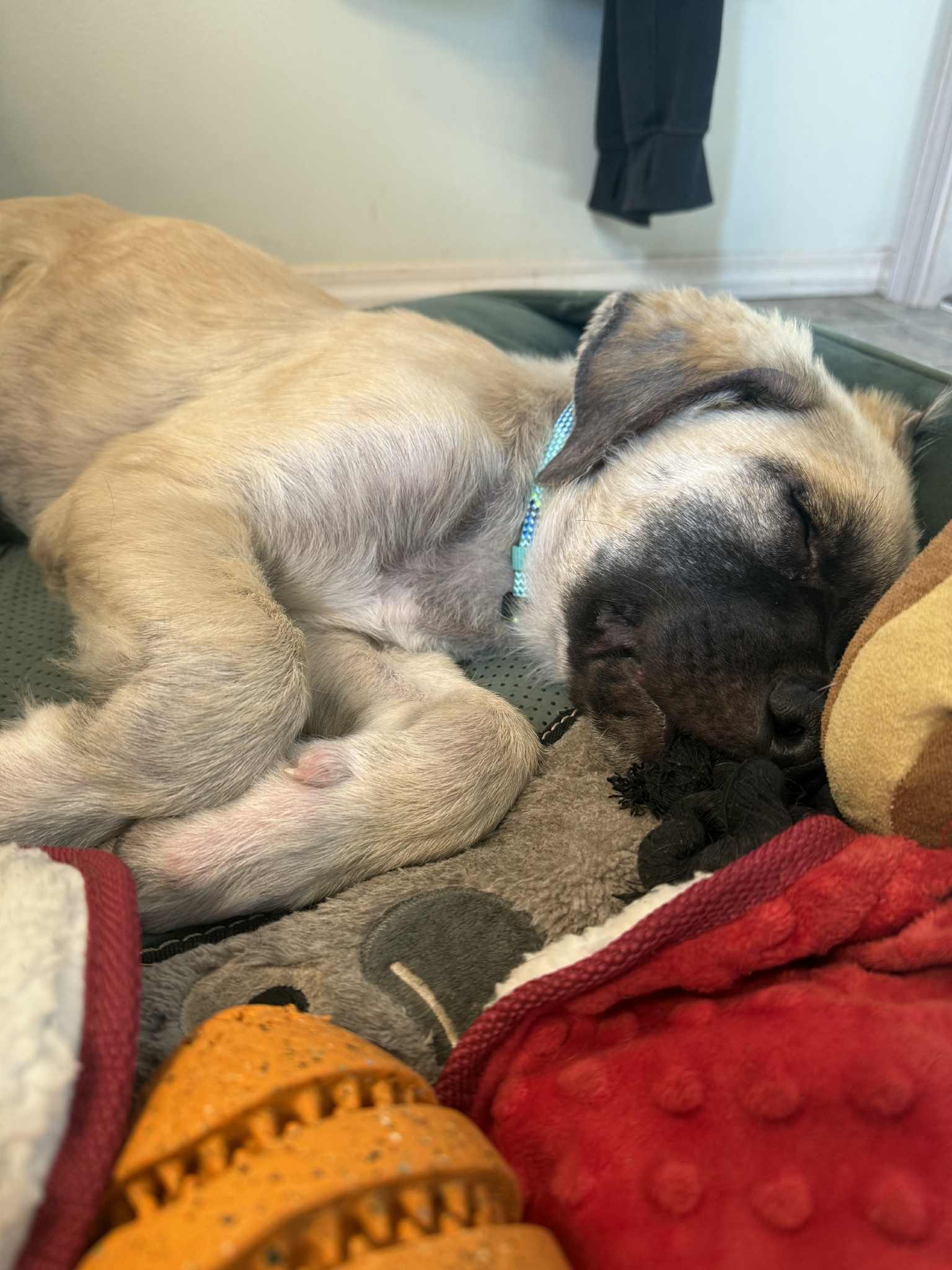 Enlarge Odin, a Adopted mixed breed in mcminnville, OR image 5/5