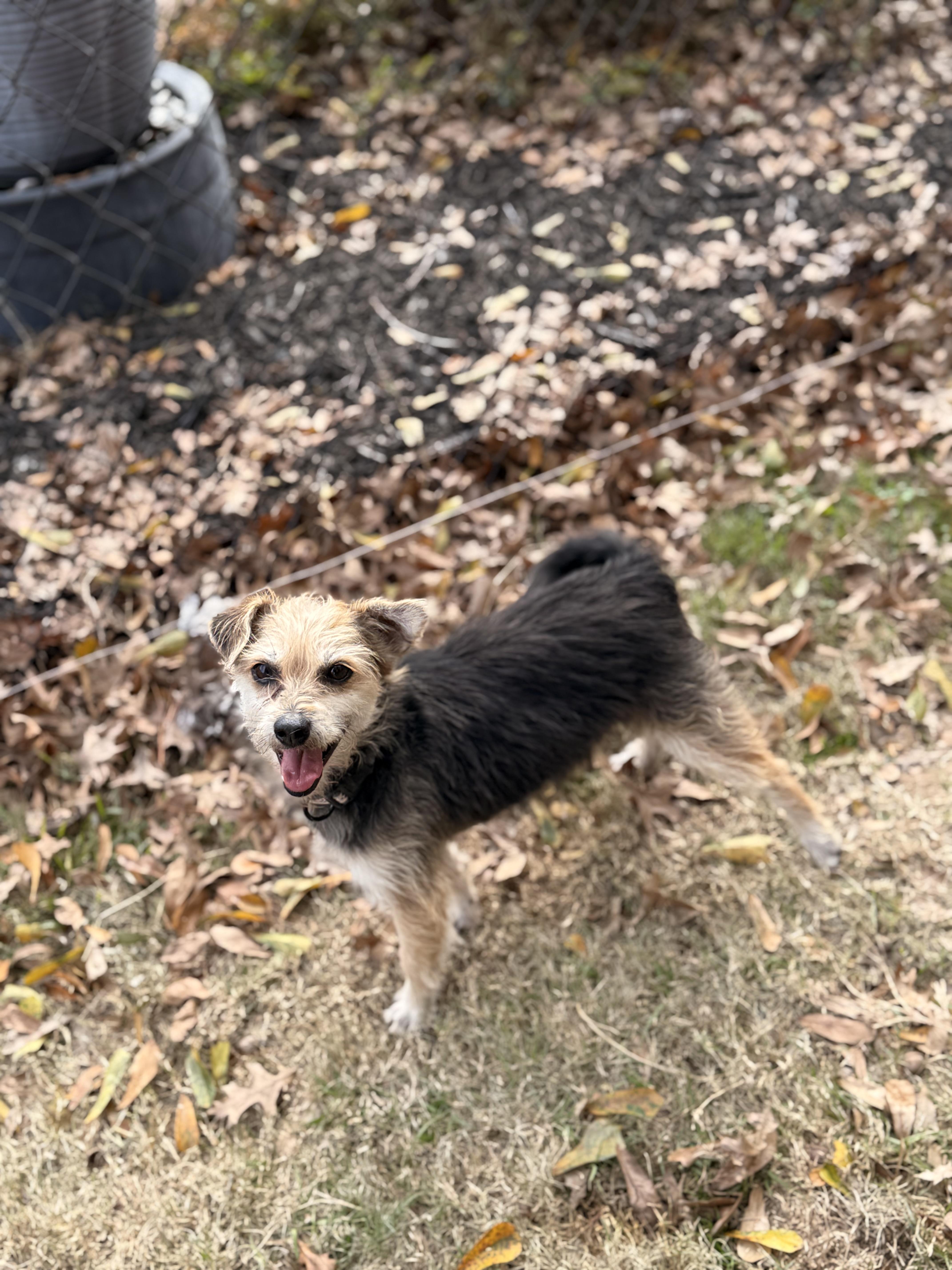 Enlarge Ripley, a ADOPTABLE mixed breed in Texarkana, TX image 2/4