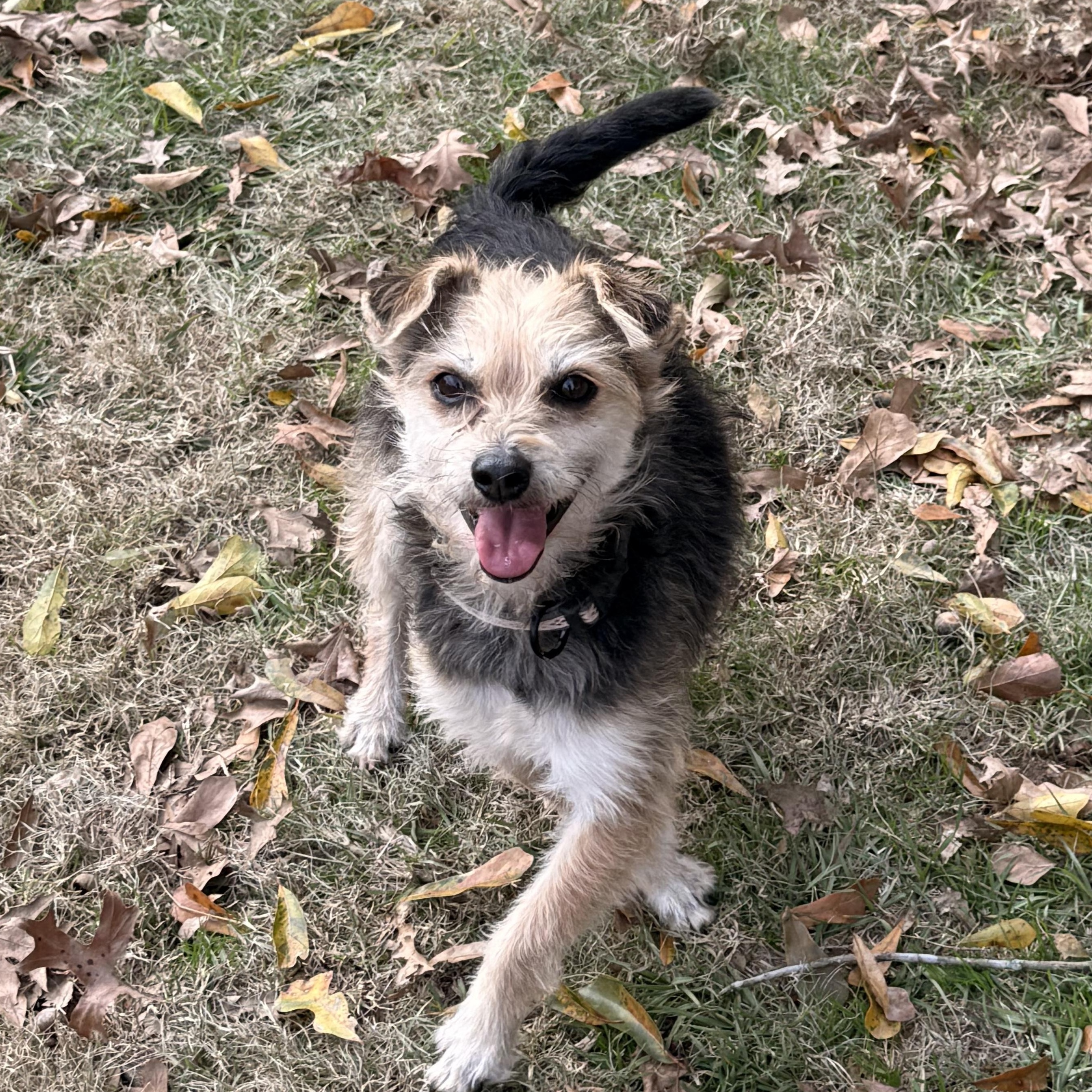 Enlarge Ripley, a ADOPTABLE mixed breed in Texarkana, TX image 1/4