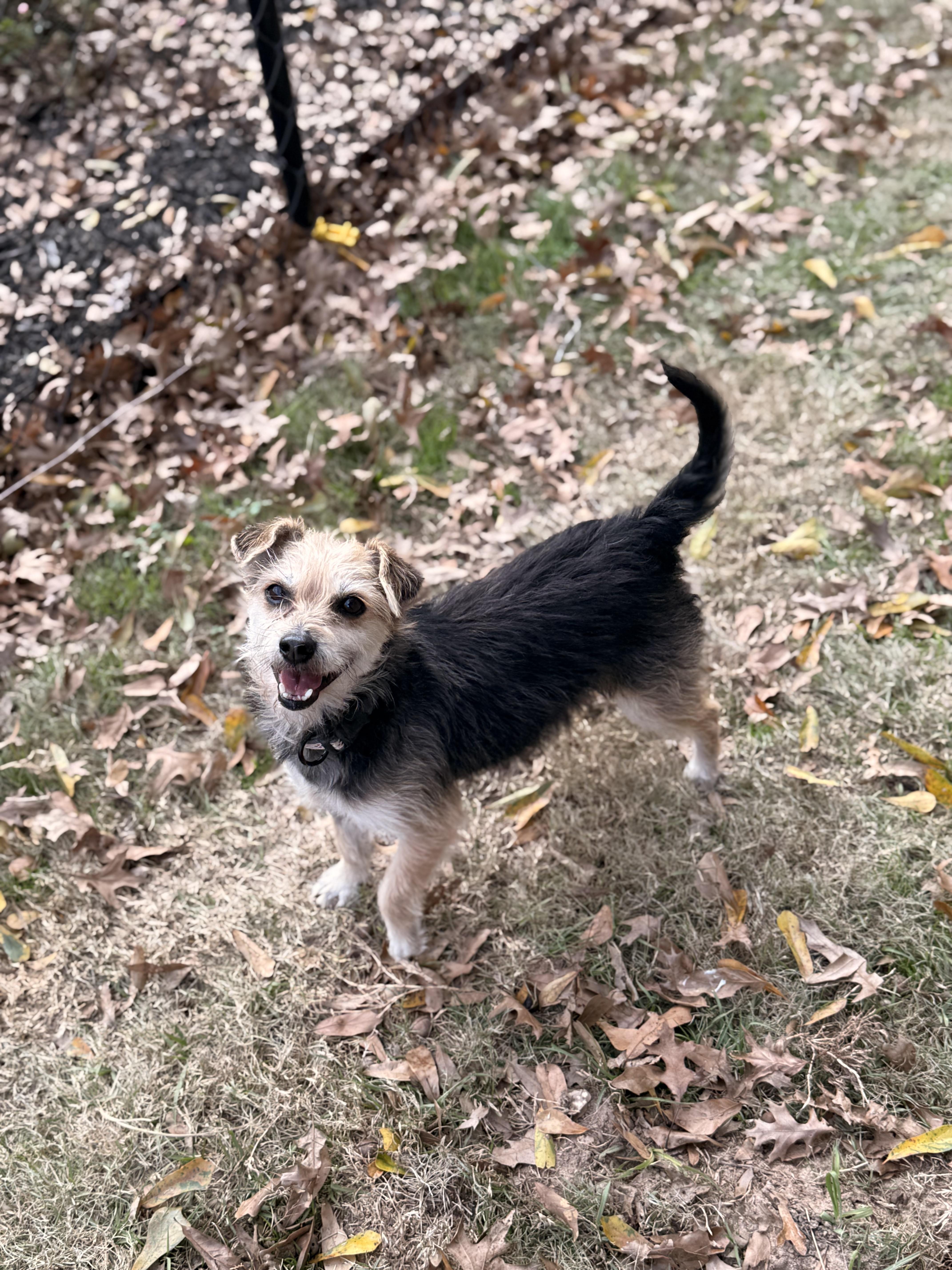 Enlarge Ripley, a ADOPTABLE mixed breed in Texarkana, TX image 3/4