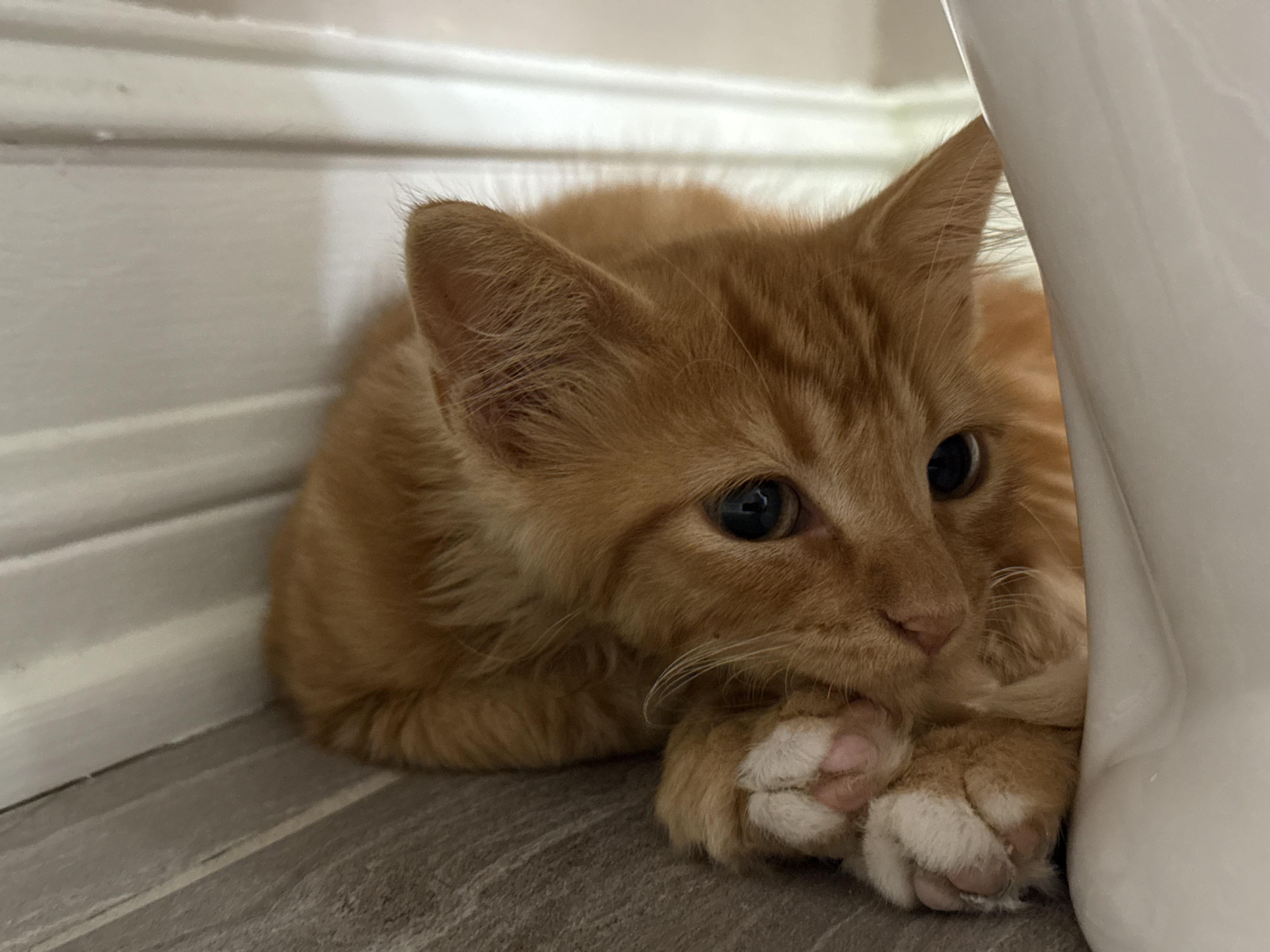 Thunder Paws