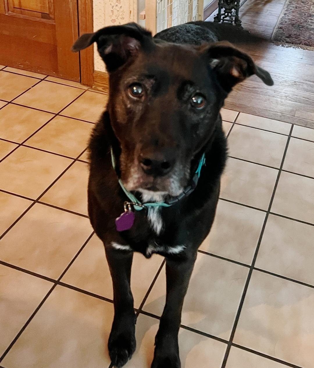 Luna, a ADOPTABLE mixed breed in Wadsworth, OH image 1/3