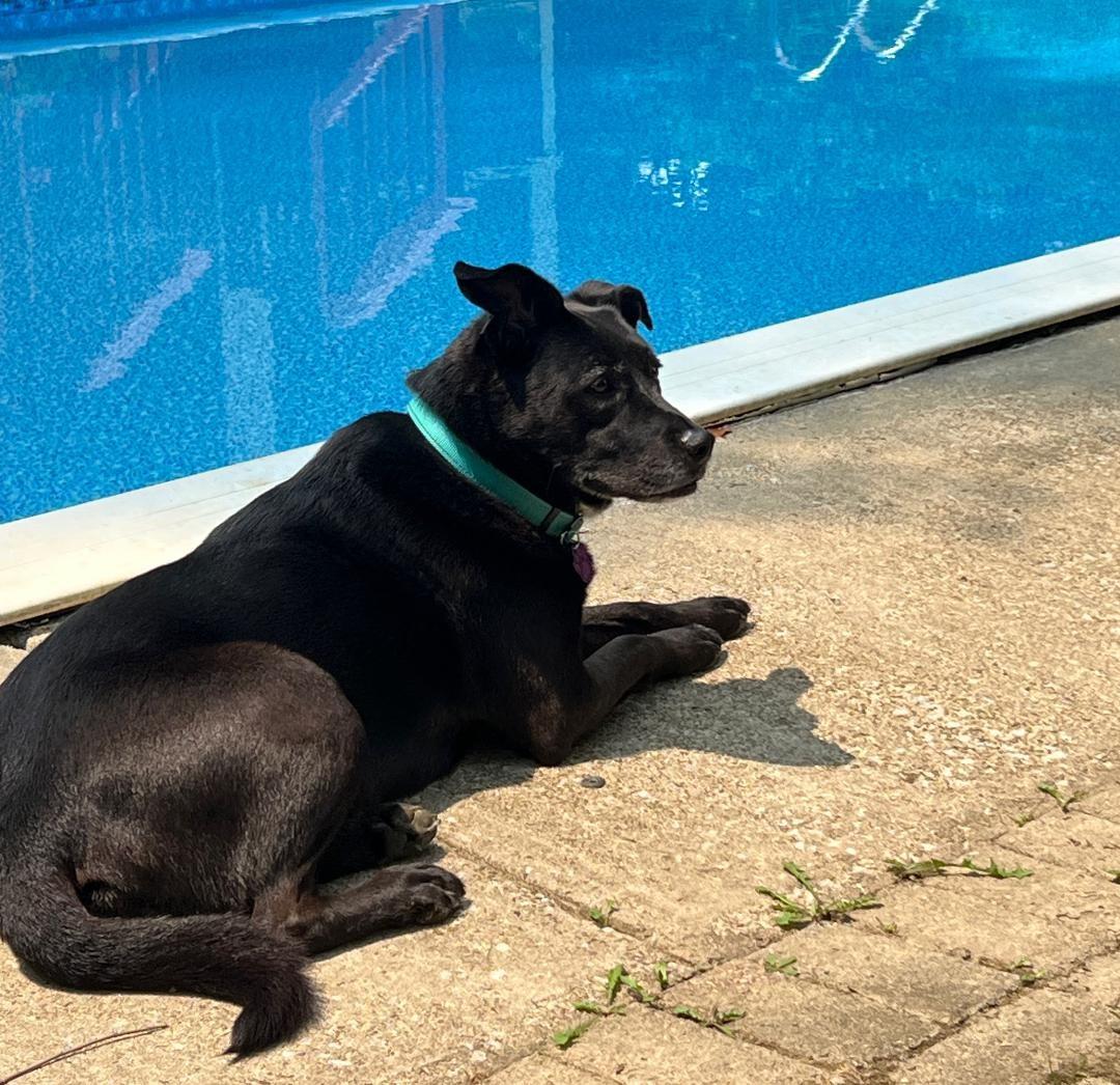 Luna, a ADOPTABLE mixed breed in Wadsworth, OH image 2/3