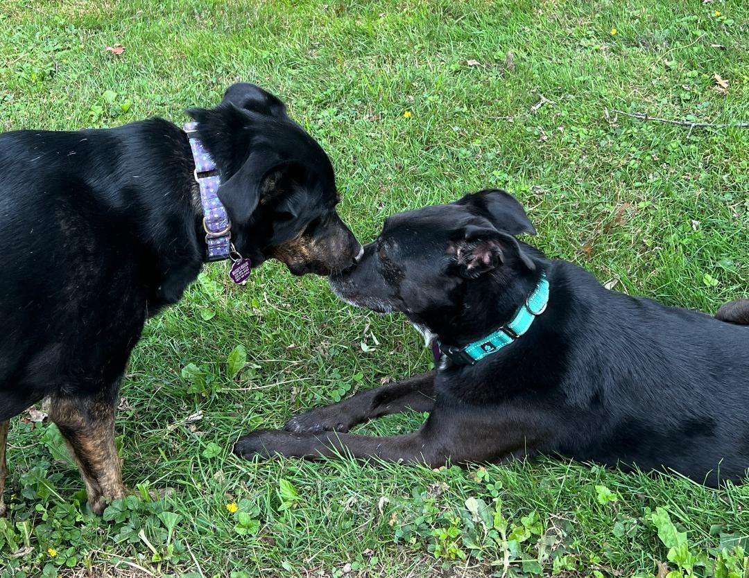 Luna, a ADOPTABLE mixed breed in Wadsworth, OH image 3/3