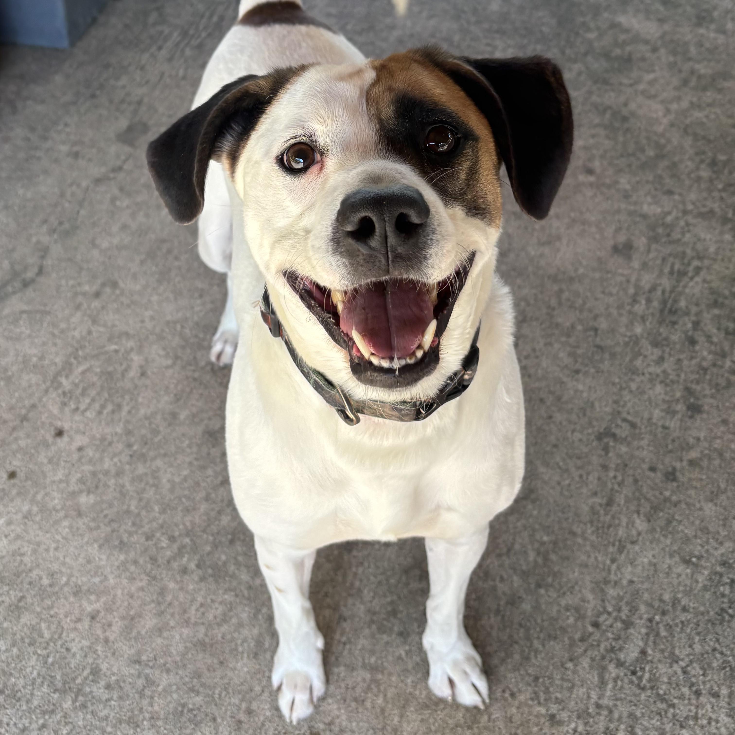 Toby, a Adoptable mixed breed in Waynesburg, PA image 1/6