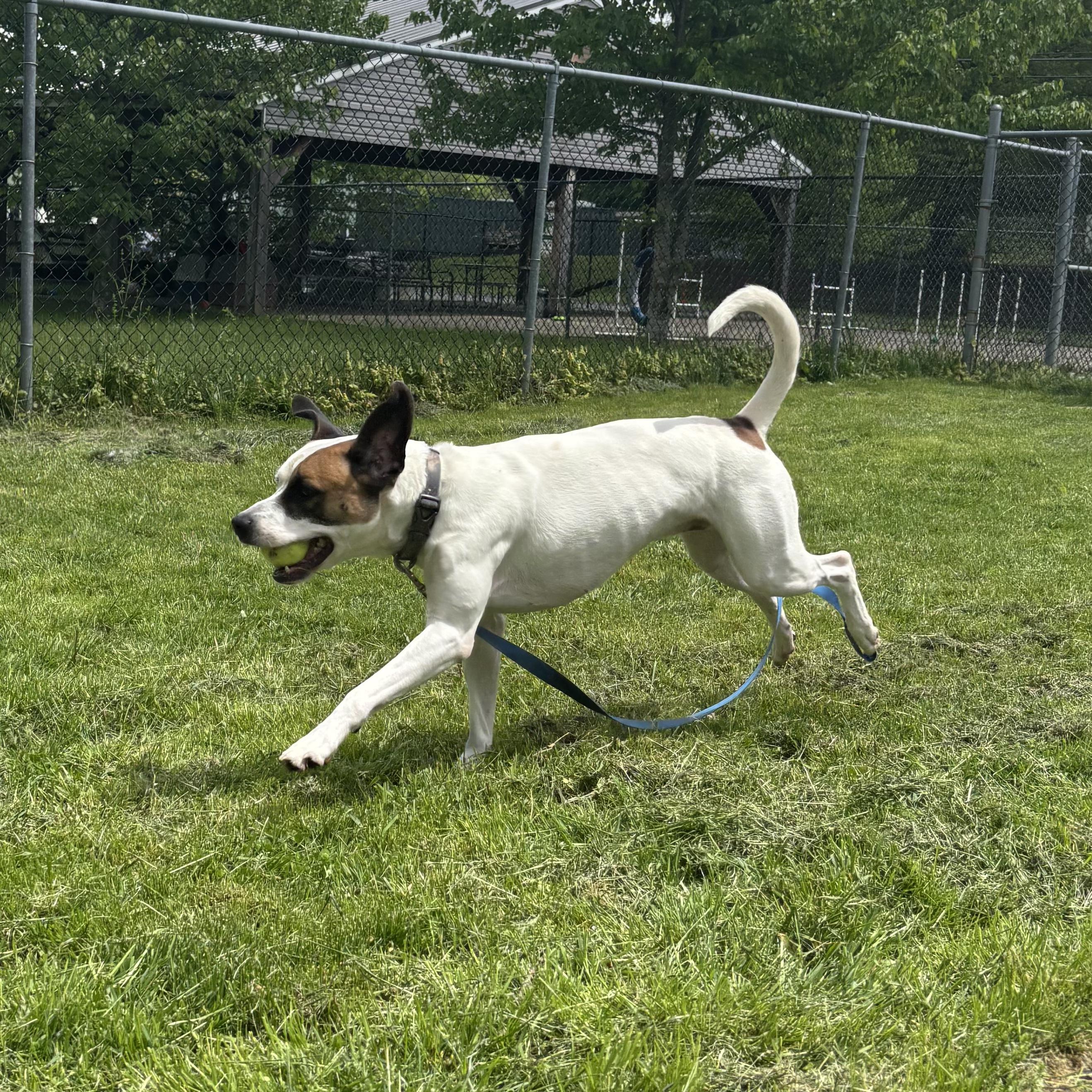 Toby, a Adoptable mixed breed in Waynesburg, PA image 4/6
