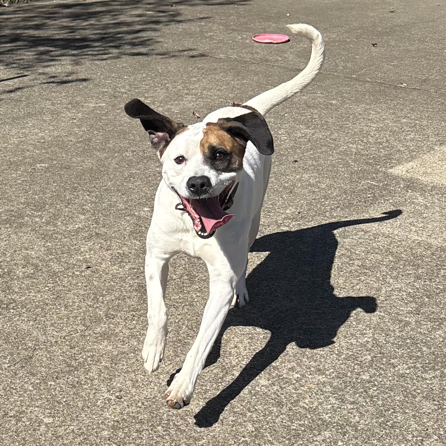 Toby, a Adoptable mixed breed in Waynesburg, PA image 6/6