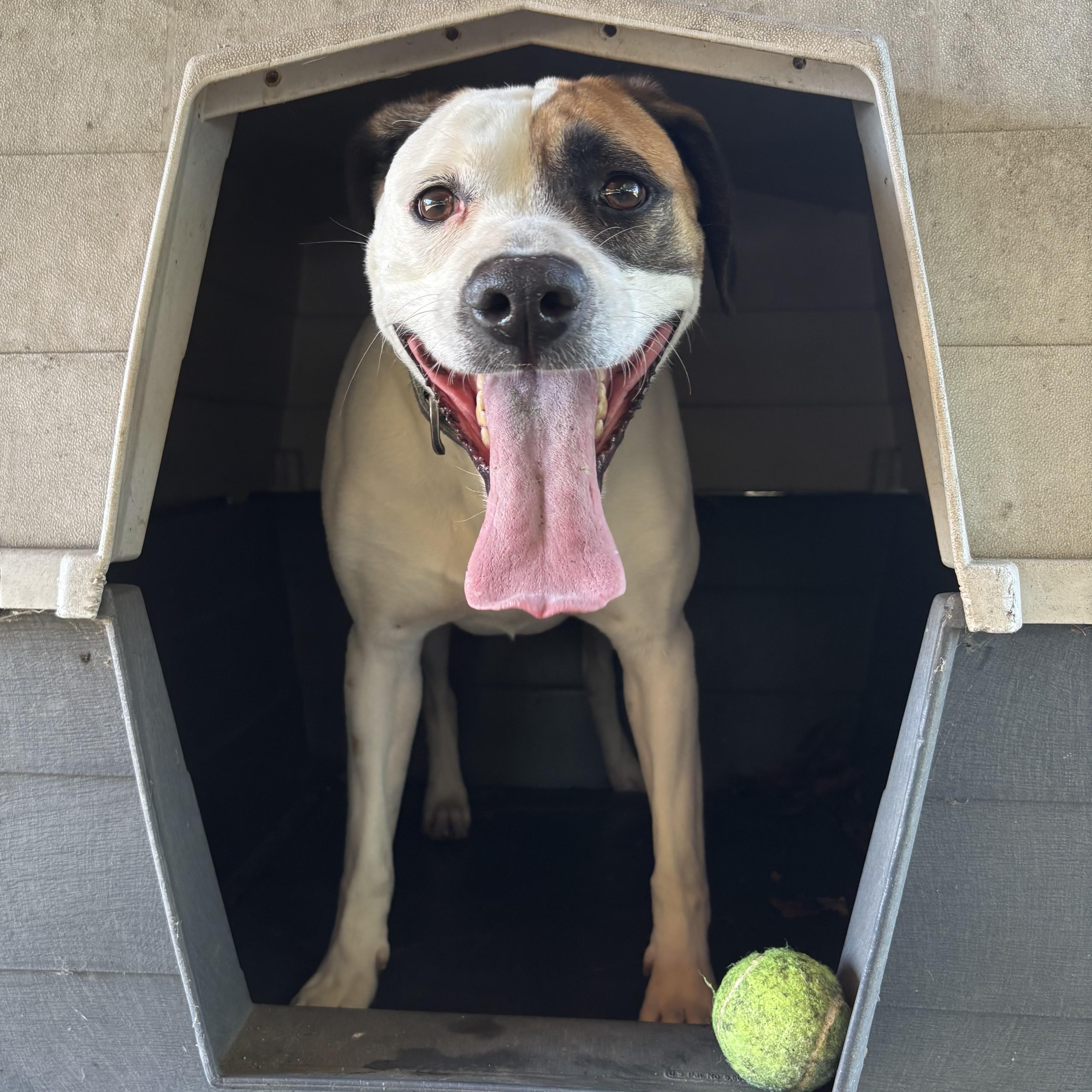 Toby, a Adoptable mixed breed in Waynesburg, PA image 2/6