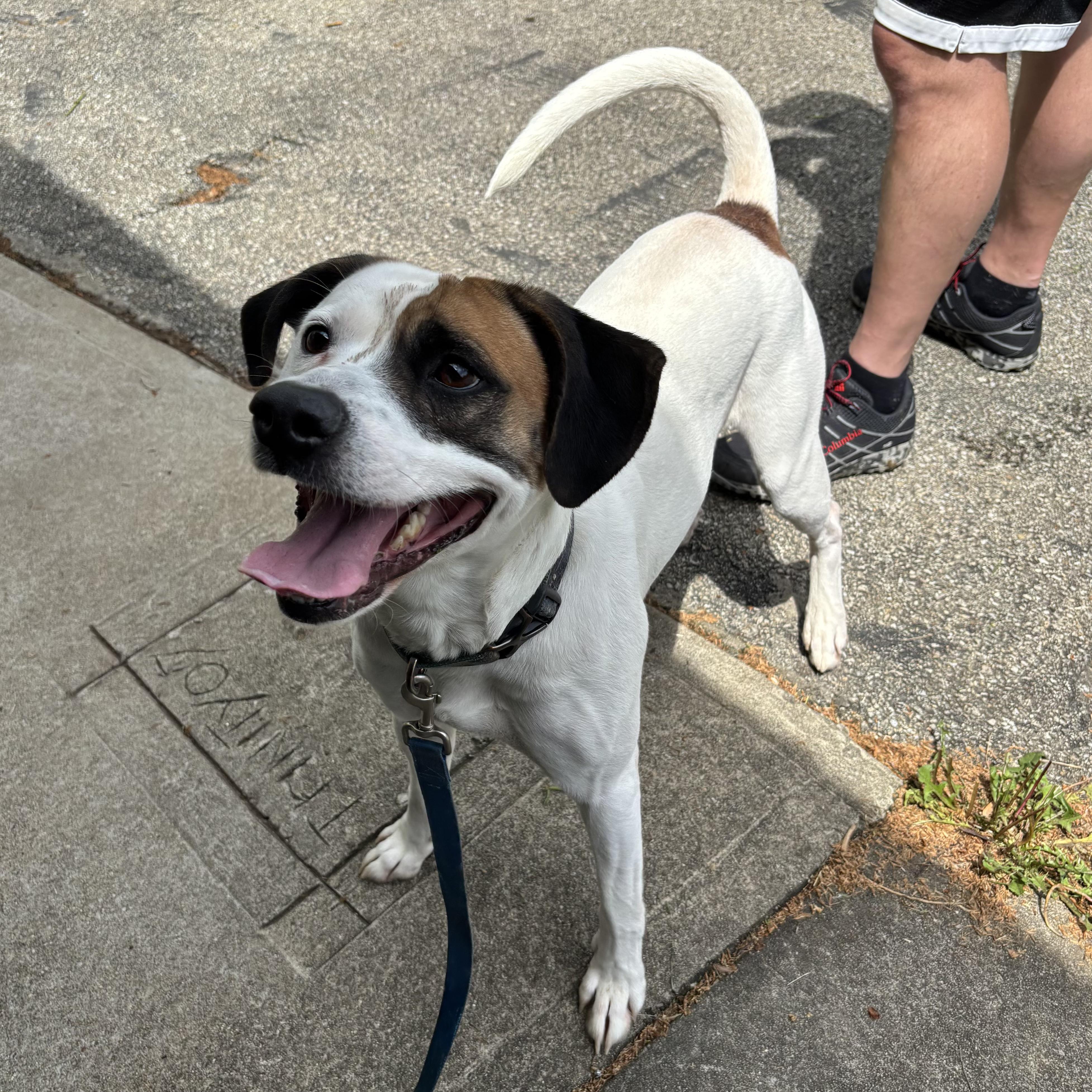 Toby, a Adoptable mixed breed in Waynesburg, PA image 3/6