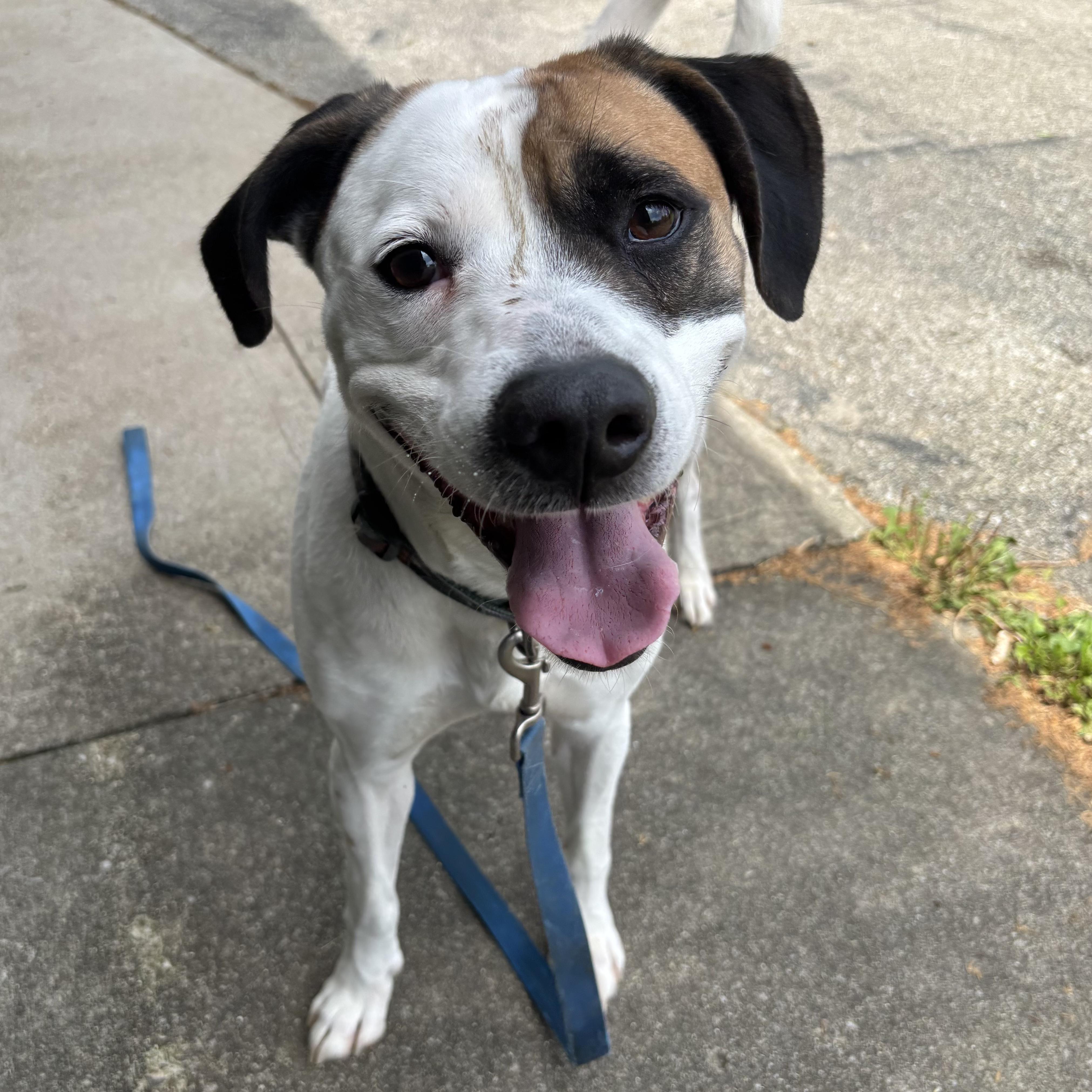 Toby, a Adoptable mixed breed in Waynesburg, PA image 5/6