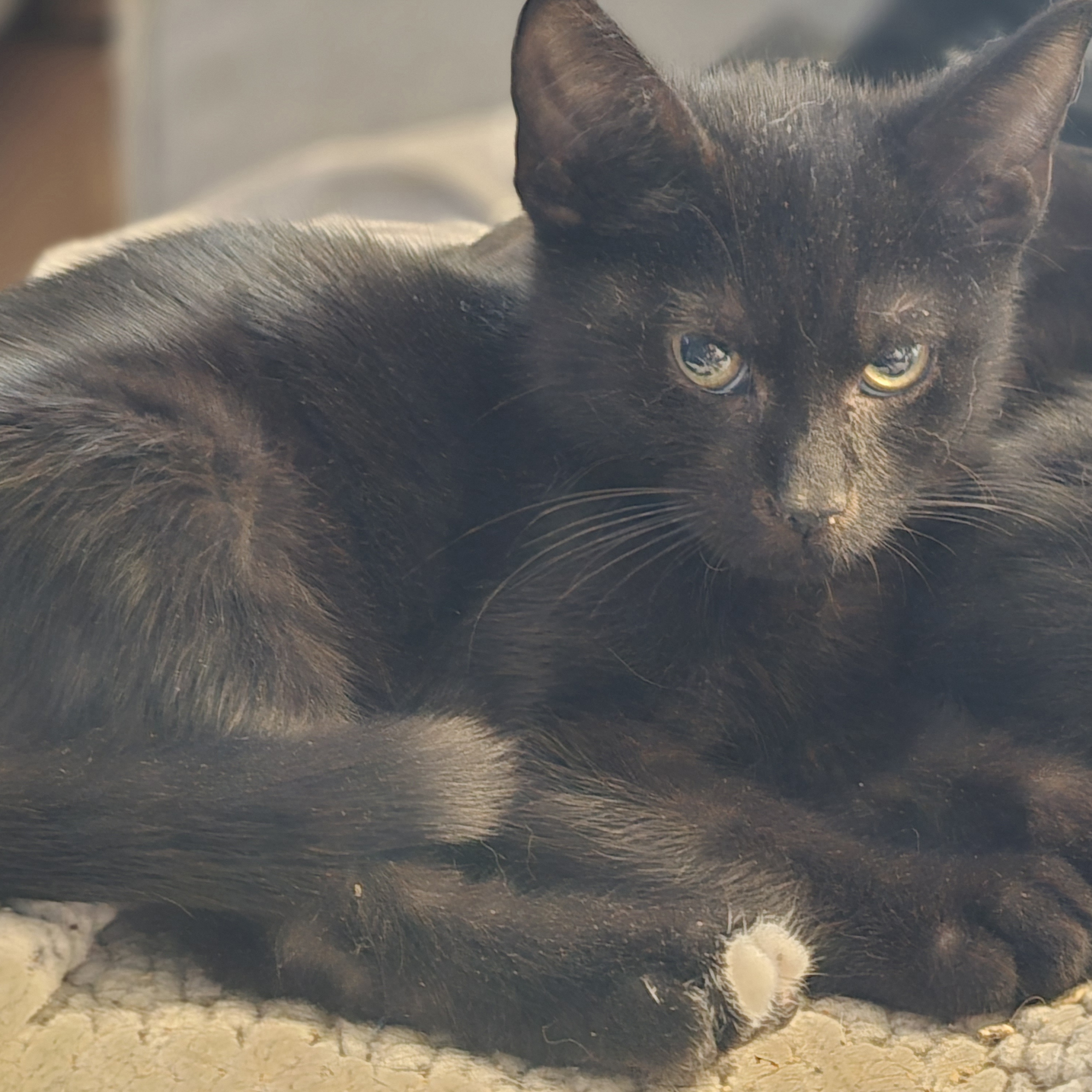 Mr. Frosty Paw, Adoptable, Kitten Male Domestic Short Hair.