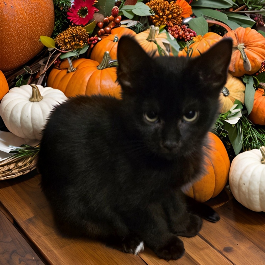 Enlarge Mr. Frosty Paw, a Adoptable Domestic Short Hair in Staten Island, NY image 2/4