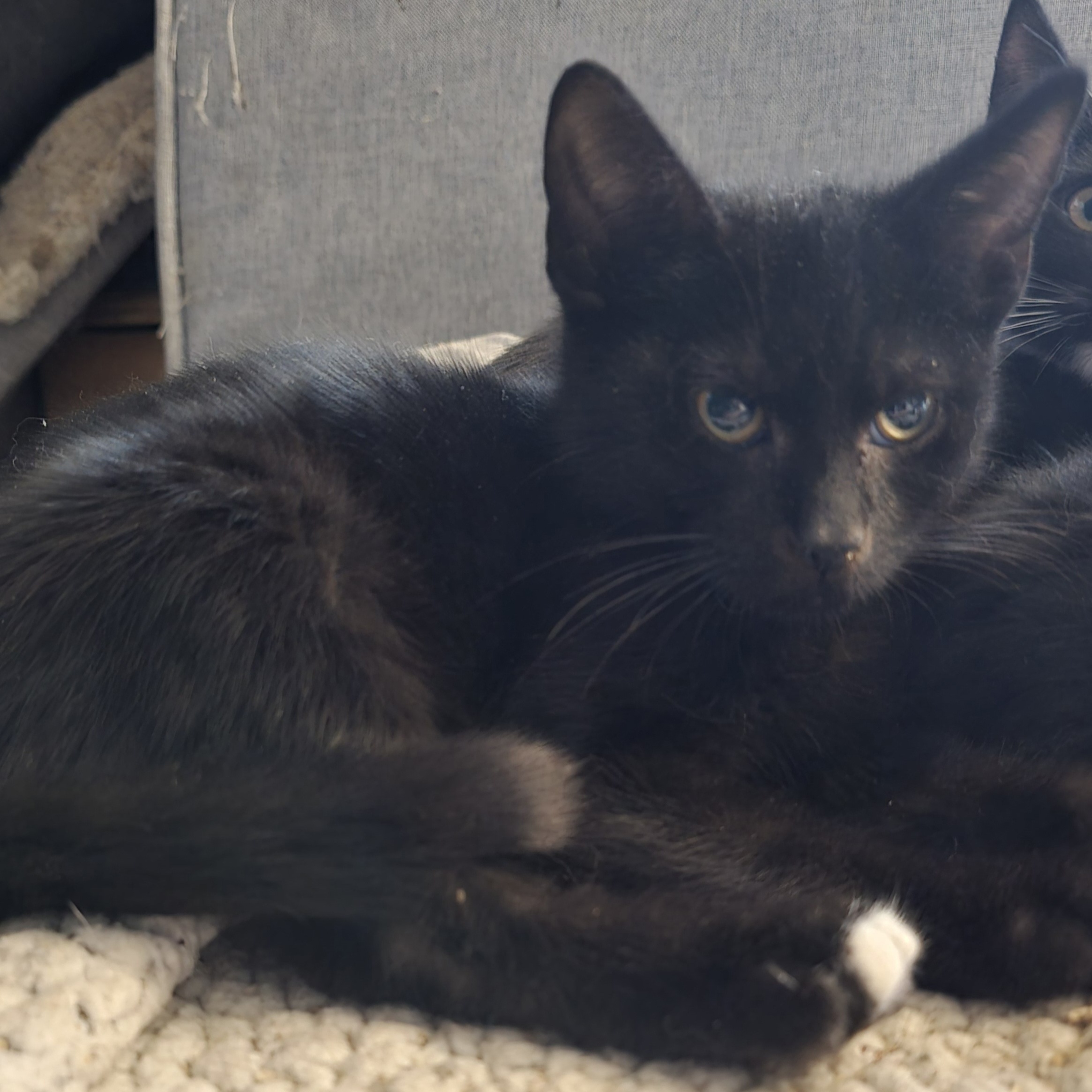 Enlarge Mr. Frosty Paw, a Adoptable Domestic Short Hair in Staten Island, NY image 3/4