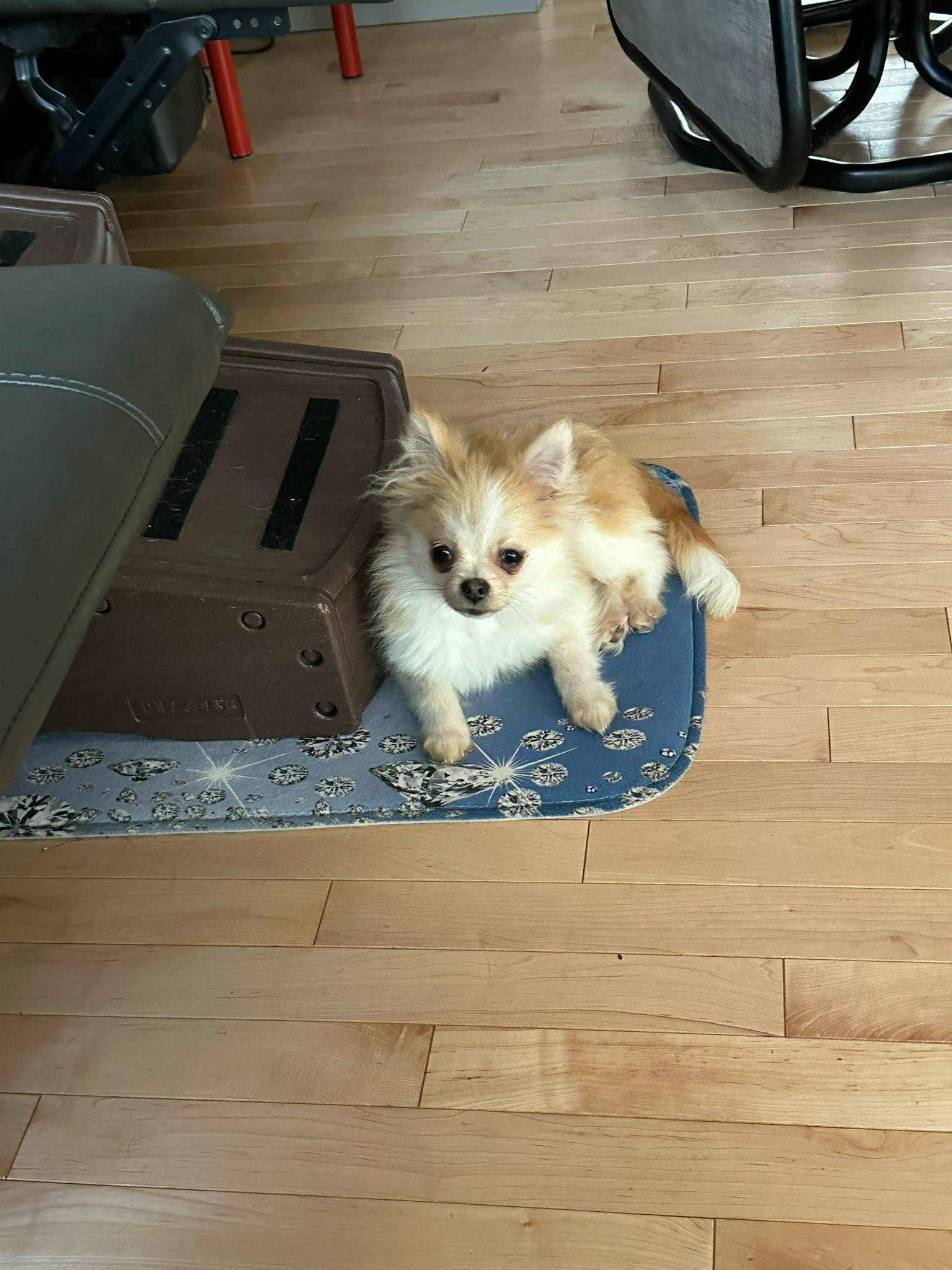 Adoption Double-Foxy et Mimi, an adoptable Pomsky in St-Valerien, QC, J0H 2B0 | Photo Image 1