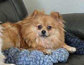 Adoption Double-Foxy et Mimi, an adoptable Pomsky in St-Valerien, QC, J0H 2B0 | Photo Image 2