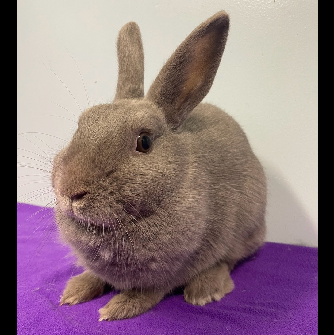 Enlarge Skylar, an adoptable Polish in Edgewood, MD image 2/6