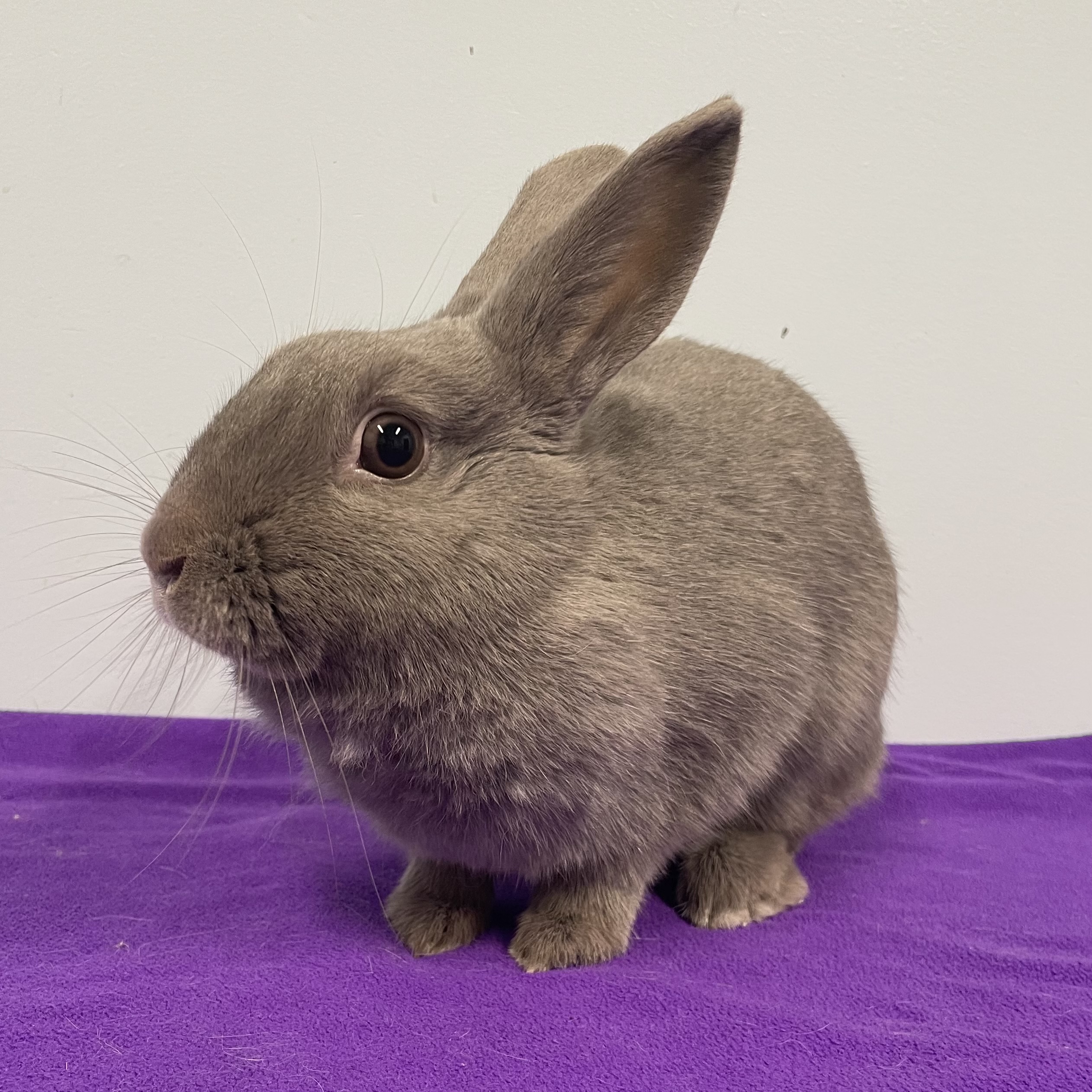 Enlarge Skylar, an adoptable Polish in Edgewood, MD image 3/6