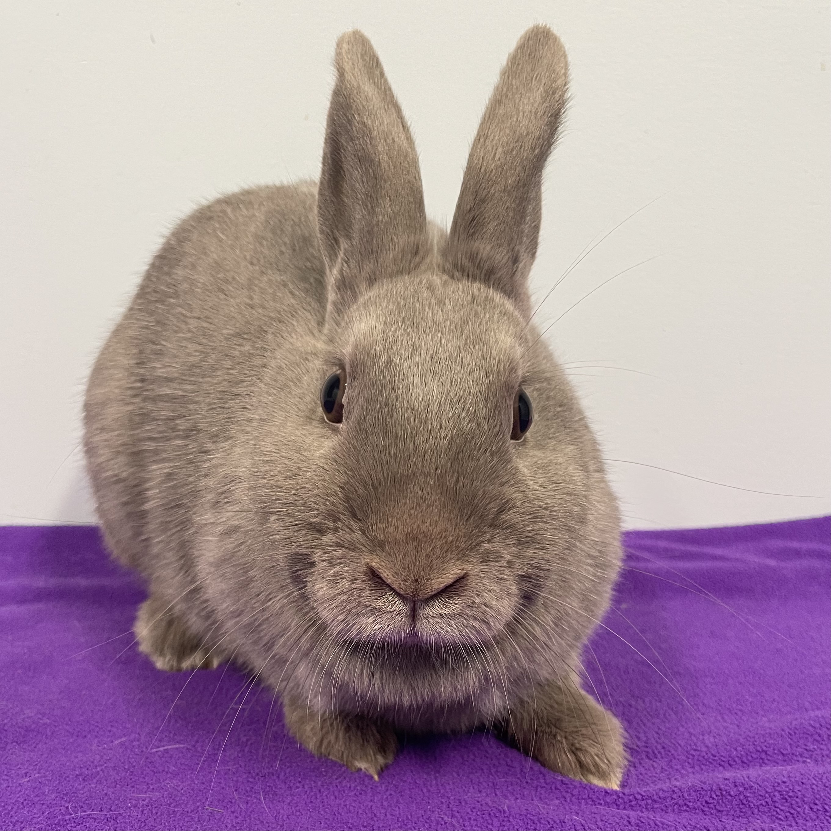 Enlarge Skylar, an adoptable Polish in Edgewood, MD image 5/6