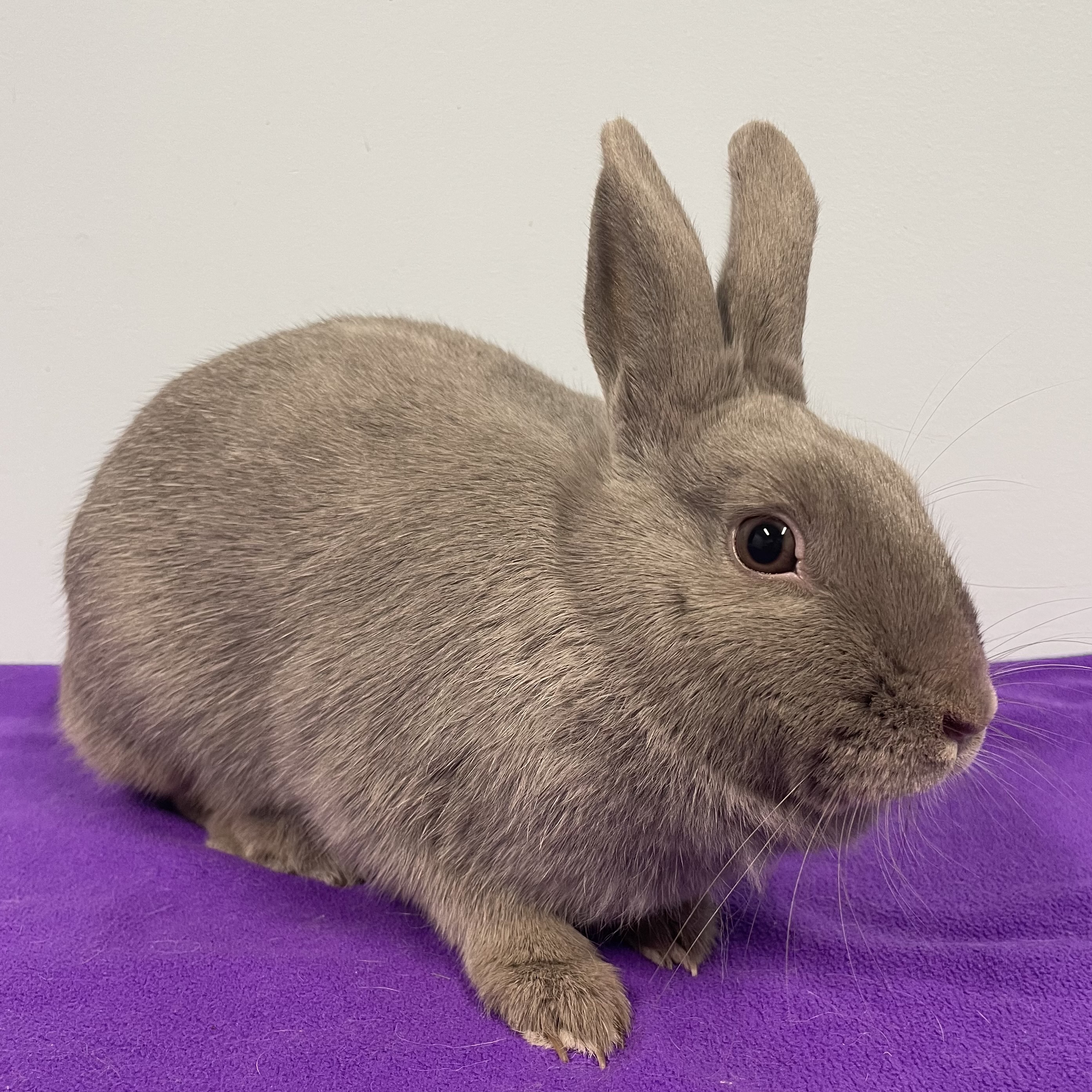 Enlarge Skylar, an adoptable Polish in Edgewood, MD image 1/6