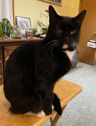 Sky, Adoptable, Senior Female Domestic Short Hair.