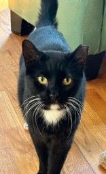 Sky, a Adoptable mixed breed in New York, NY image 2/11