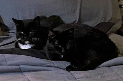 Sky, a Adoptable mixed breed in New York, NY image 6/11