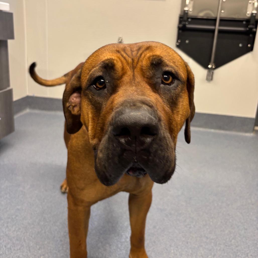 Monae, Adoptable, Adult Female Mastiff & Mixed Breed.