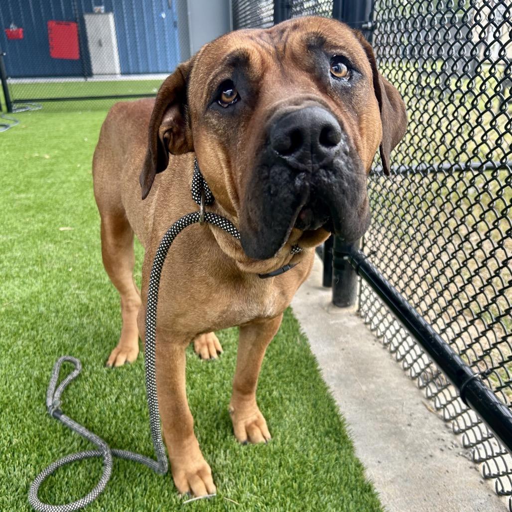 Enlarge Monae, a Adoptable mixed breed in St Joseph, MO image 2/2