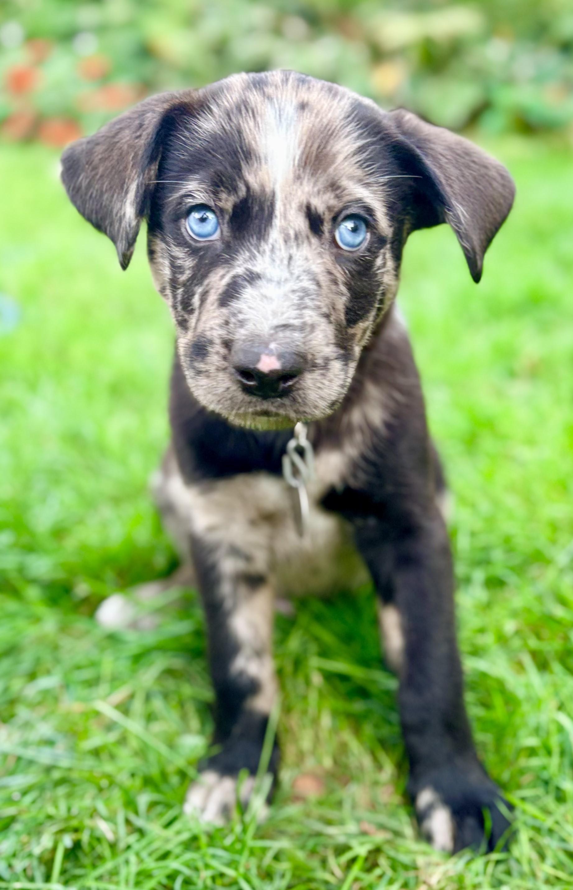 Enlarge Porter, a Adopted mixed breed in Saint Paul, MN image 4/5