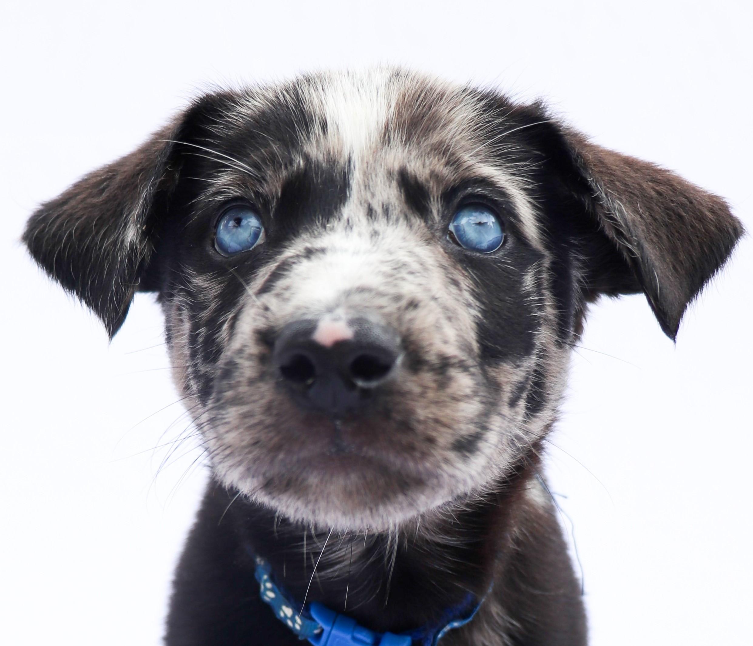 Enlarge Porter, a Adopted mixed breed in Saint Paul, MN image 2/5