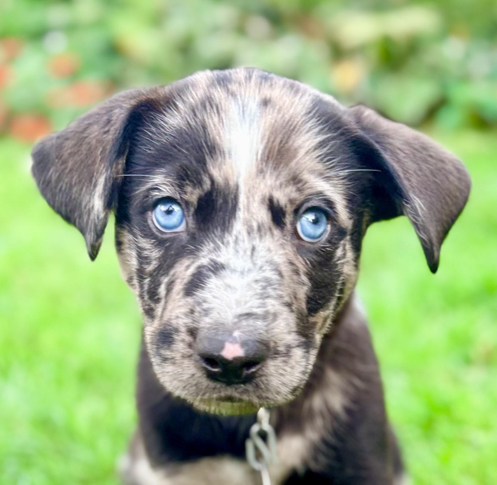 Enlarge Porter, a Adopted mixed breed in Saint Paul, MN image 1/5