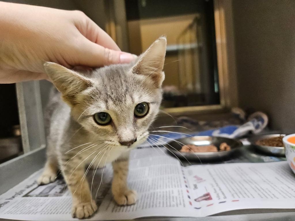 Granit, Adoptable, Kitten Male Domestic Short Hair.